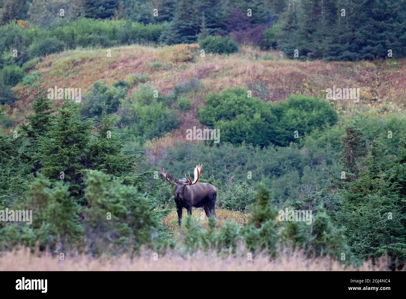 An Alaska bull moose surveys its alpine domain for cows during the September breeding season, or 'rut.' Stock Photo