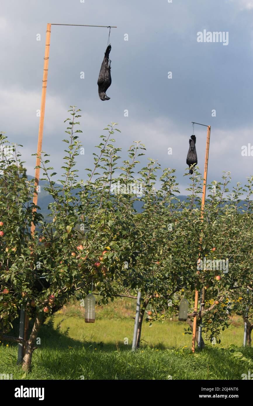 Bird deterrent fruit garden hires stock photography and images Alamy