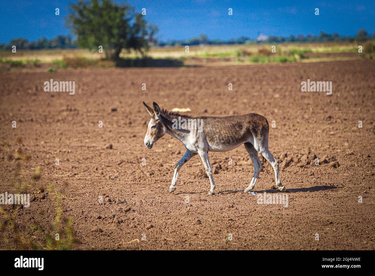 A donkey among the land field landscape for agriculture in Navovaxia, Huatabampo, Mexico. Community or town in the Mexican state of Sonora .... Photo by Luis Gutierrez / NortePhoto.com)   Un burro entre el paisaje de campo de tierra para la agricultura en Navovaxia, Huatabampo, Mexico. Comunidad o pueblo en el estado mexicano de Sonora.... Photo by Luis Gutierrez / NortePhoto.com) Stock Photo