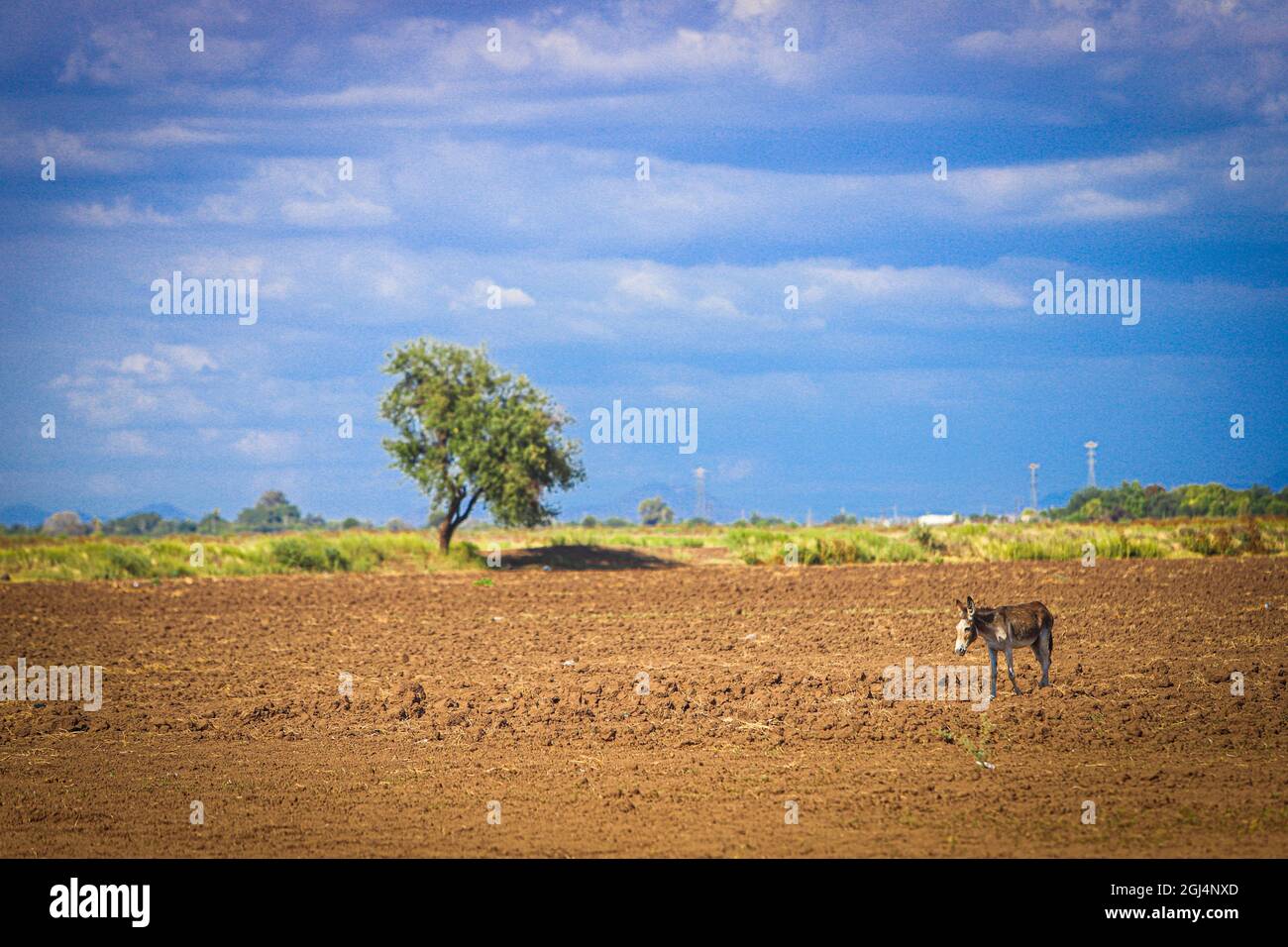 A donkey among the land field landscape for agriculture in Navovaxia, Huatabampo, Mexico. Community or town in the Mexican state of Sonora .... Photo by Luis Gutierrez / NortePhoto.com)   Un burro entre el paisaje de campo de tierra para la agricultura en Navovaxia, Huatabampo, Mexico. Comunidad o pueblo en el estado mexicano de Sonora.... Photo by Luis Gutierrez / NortePhoto.com) Stock Photo