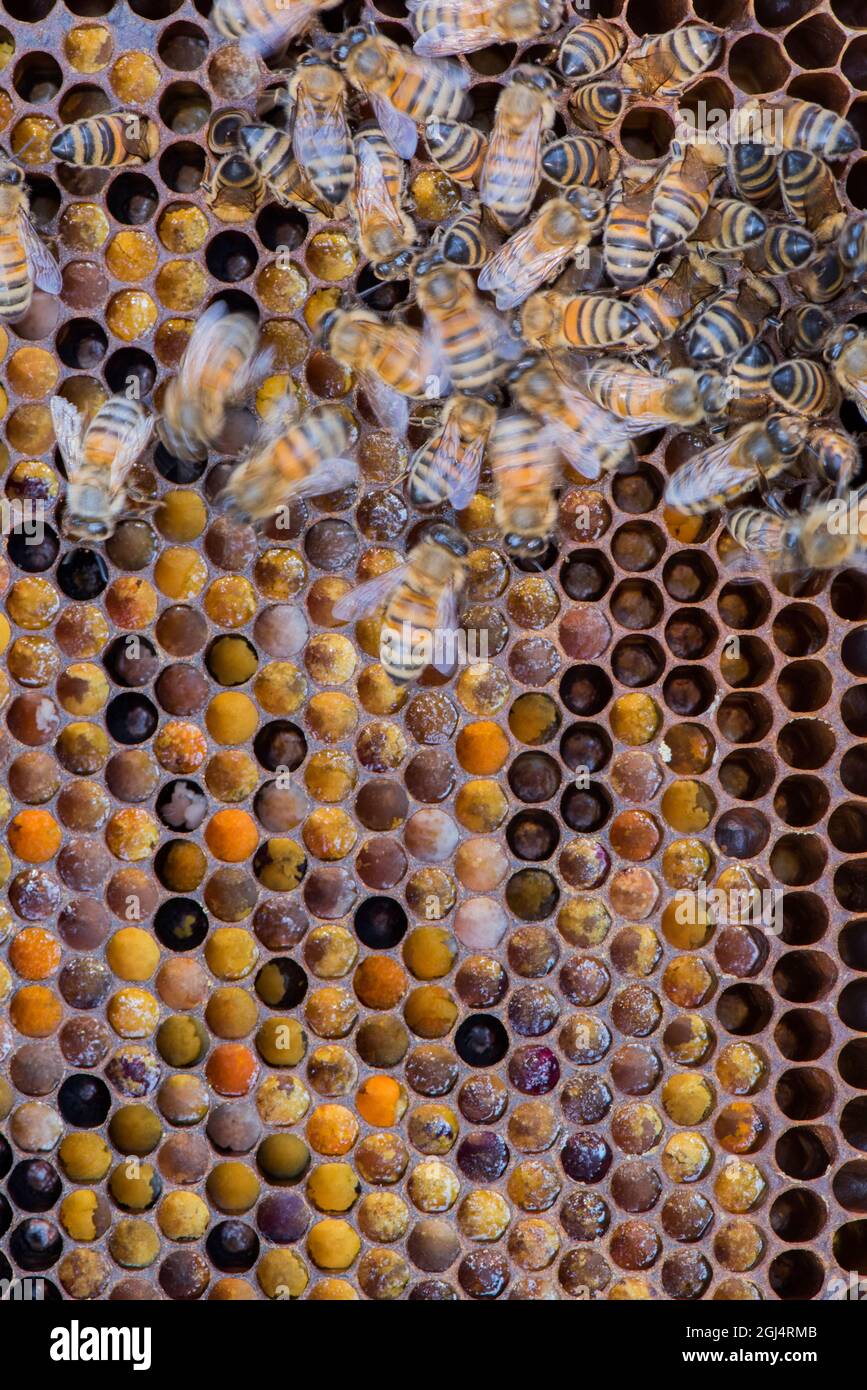 Colourful pollen on a Langstroth beehive frame, with honeybees. Raising bees on a farm in southern Ontario, Canada. Stock Photo