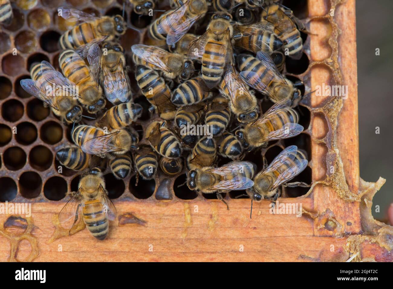 A cluster of bees on a Langstroth hive depositing nectar and pollen into was cells on a wooden frame. Stock Photo