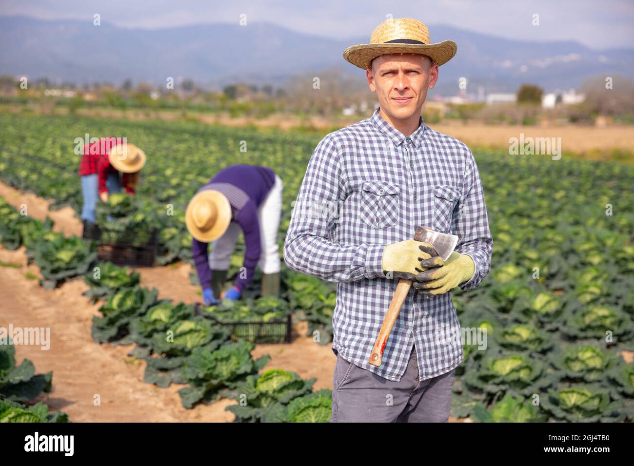 Male farmer harvesting savoy hi-res stock photography and images - Alamy