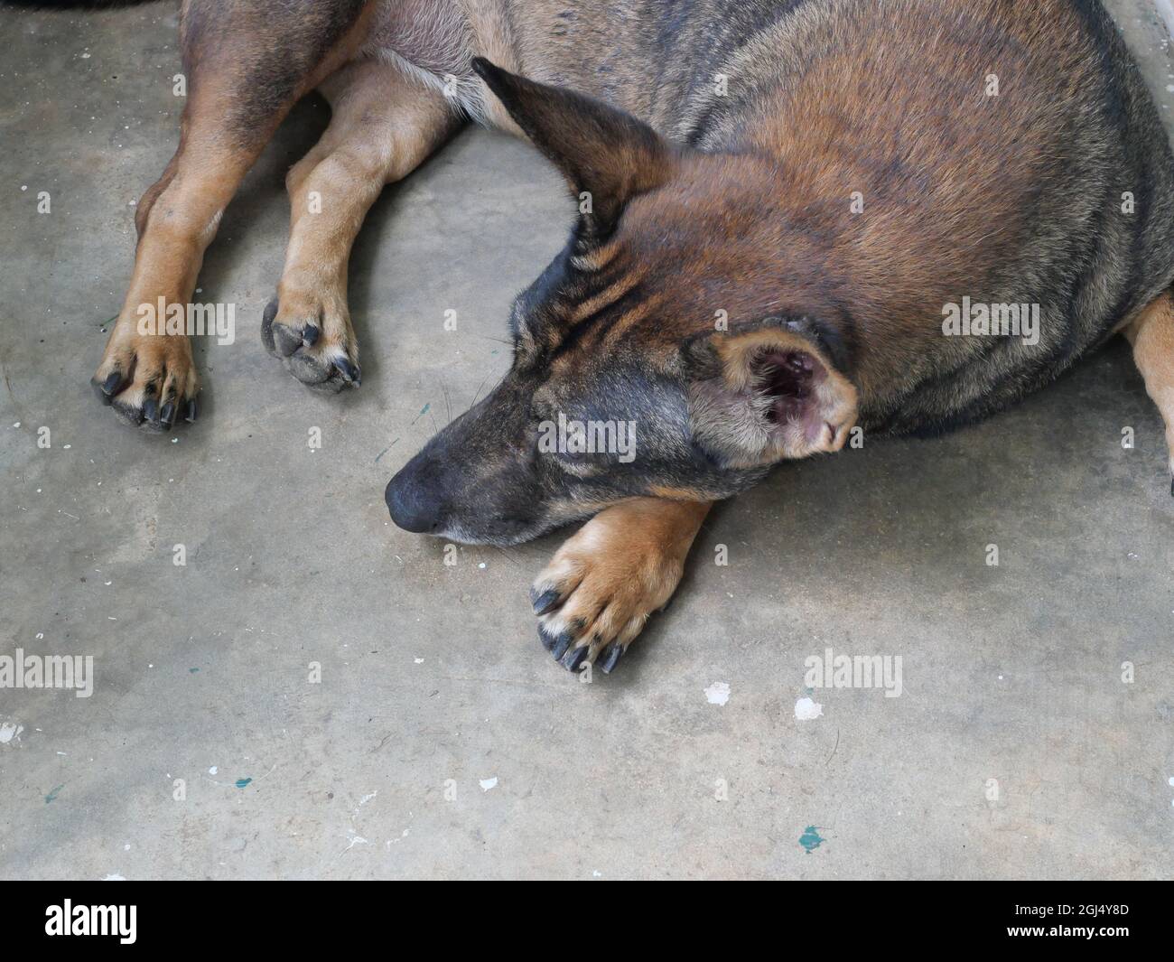 Dark brown dog crouching and sleeping on gray color concrete floor