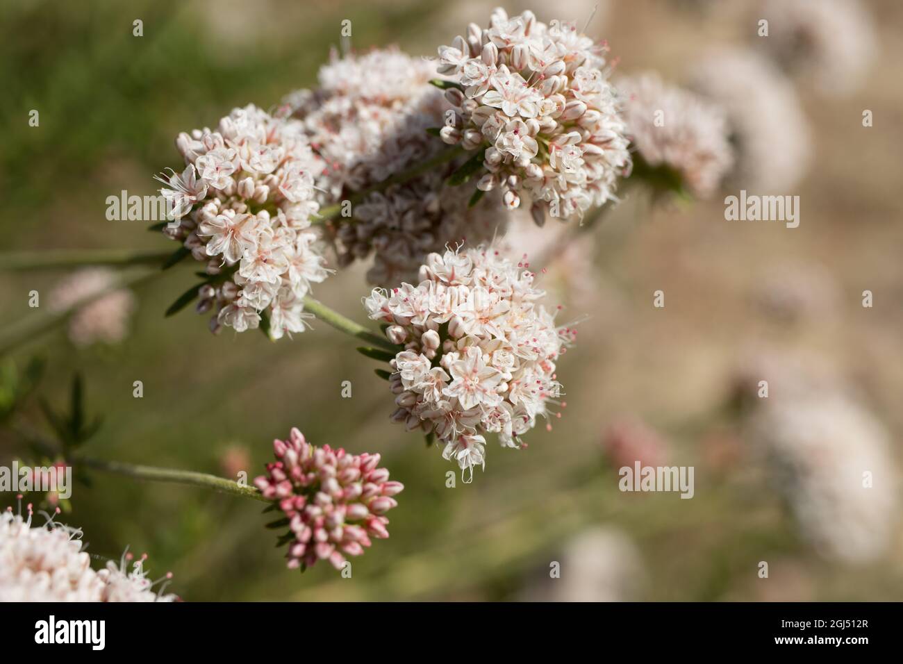 White cymose head inflorescences of California Buckwheat, Eriogonum Fasciculatum, Polygonaceae, native in the Santa Monica Mountains, Springtime. Stock Photo
