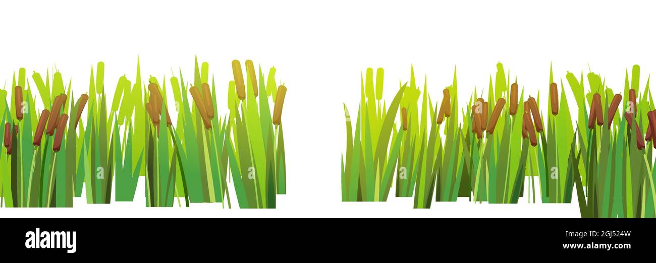 Reed and cattail. Isolated element of summer swampy wild landscape. Horizontally composition. With a passage in the middle. Overgrown bank of a pond o Stock Vector