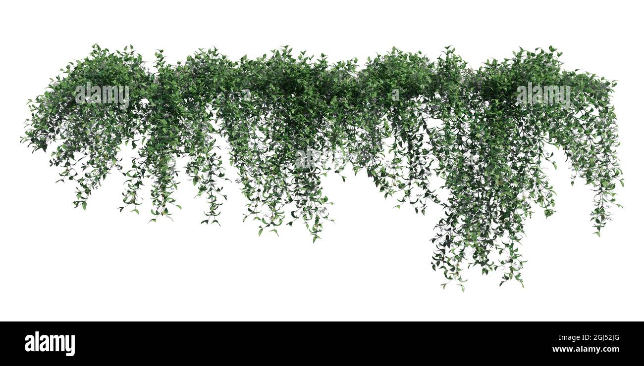 3D illustration climbing plants creepers isolated on white background