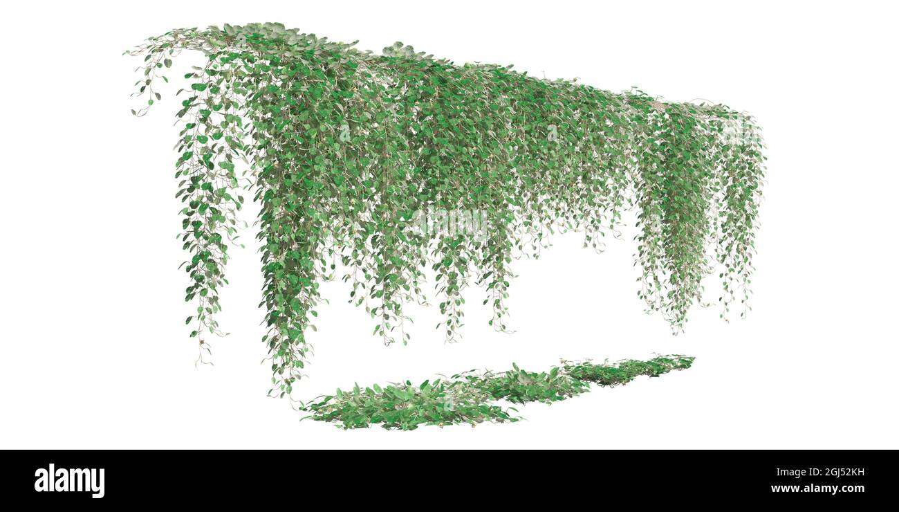 3D illustration climbing plants creepers isolated on white background