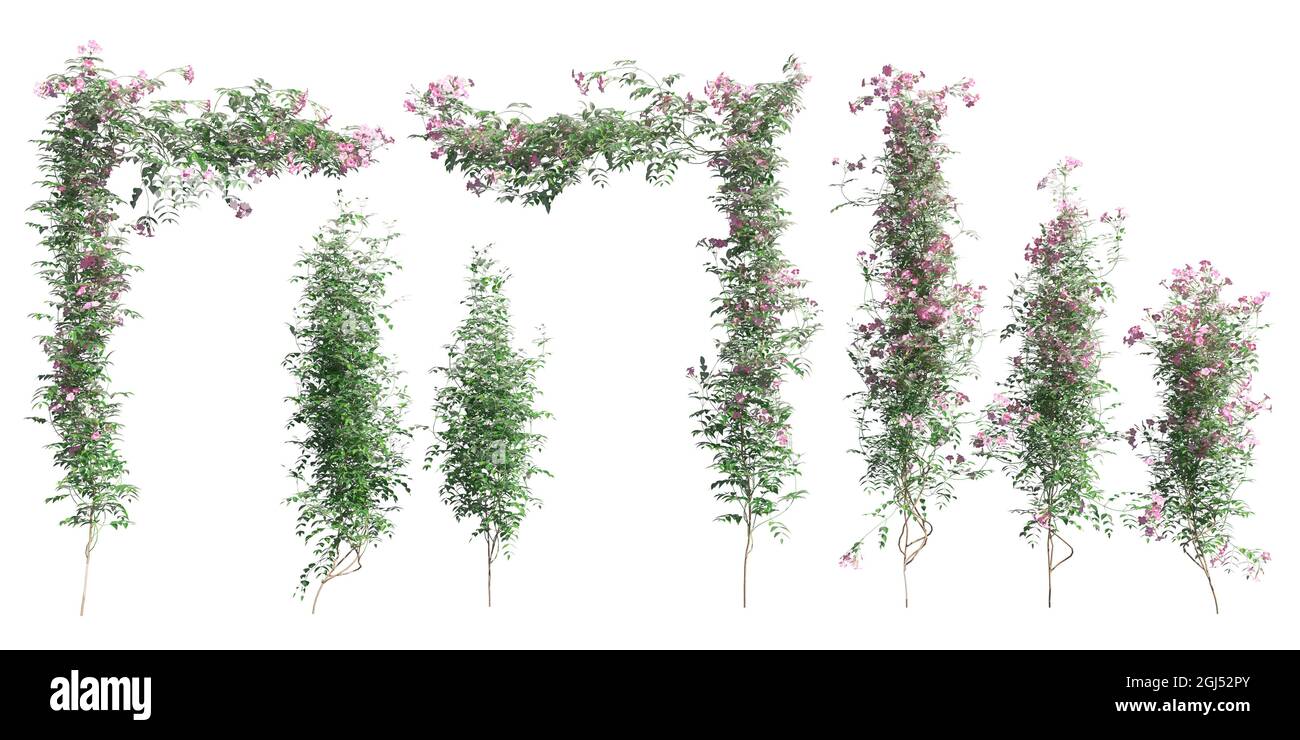 3D illustration climbing plants creepers isolated on white background Stock Photo Alamy