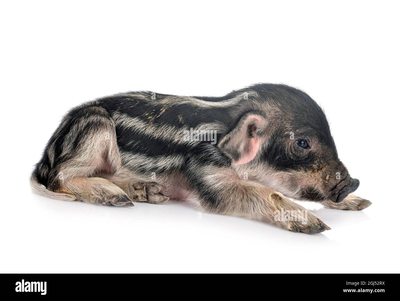 teacup pig desktop backgrounds