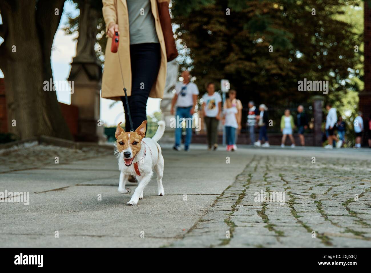 Woman walk with her dog at city street in summer day Stock Photo - Alamy