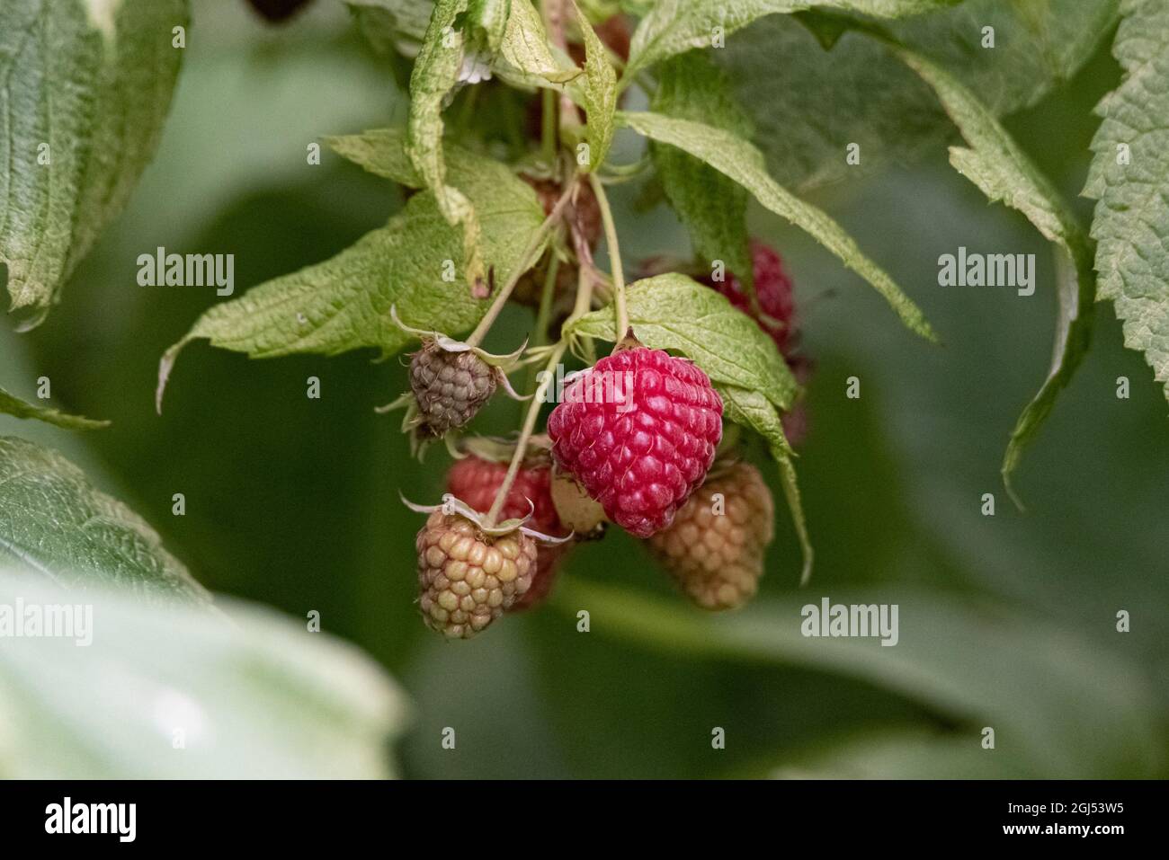 Raspberries on the bush. Ripening red fruits. Healthy, fresh and ...