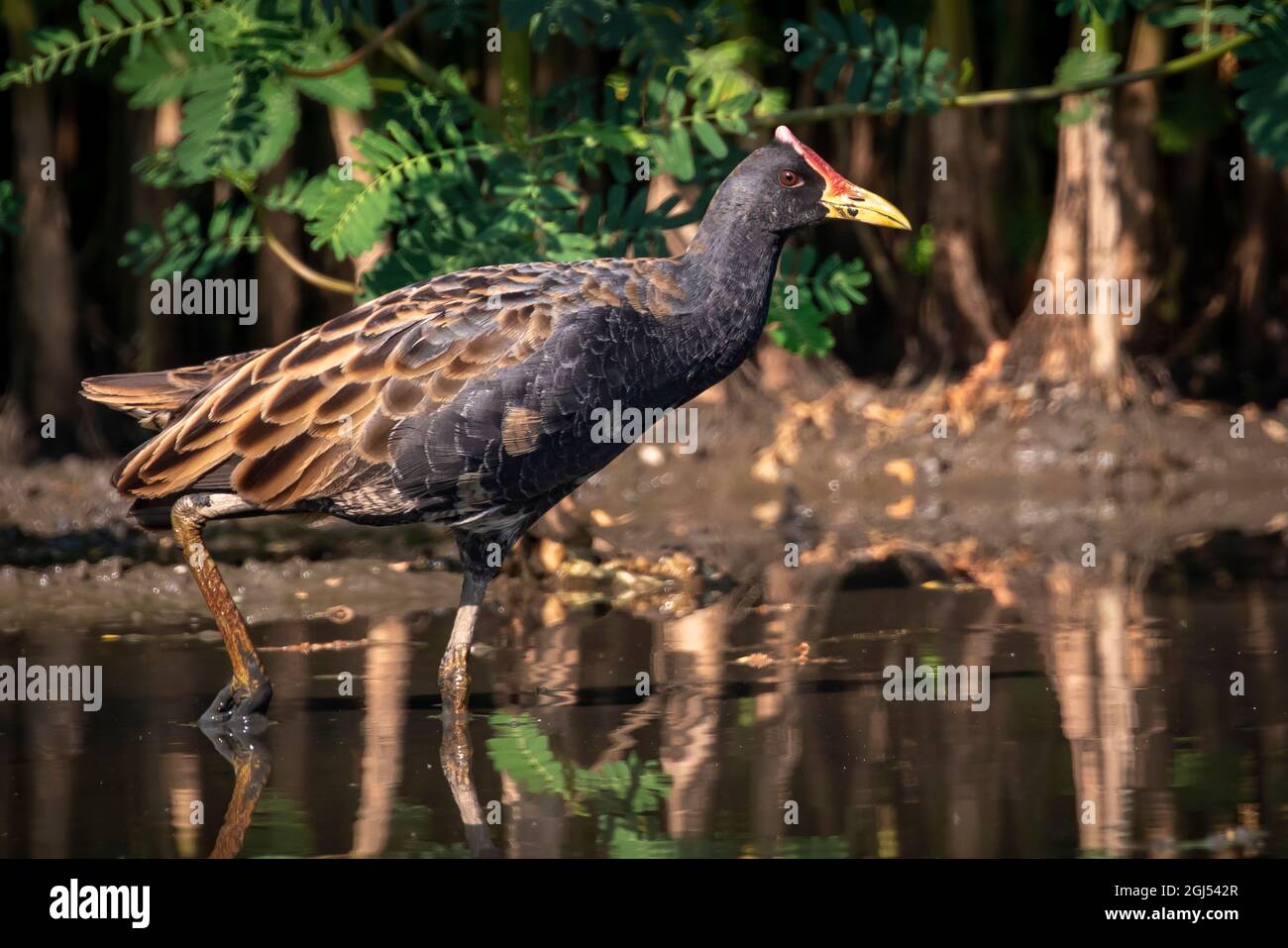 Image of Watercock bird (Gallicrex cinerea) looking for food in the swamp on nature background. Bird. Animals. Stock Photo