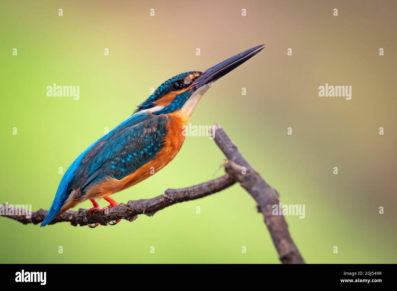 Image of common kingfisher (Alcedo atthis) perched on a branch on nature background. Bird. Animals. Stock Photo