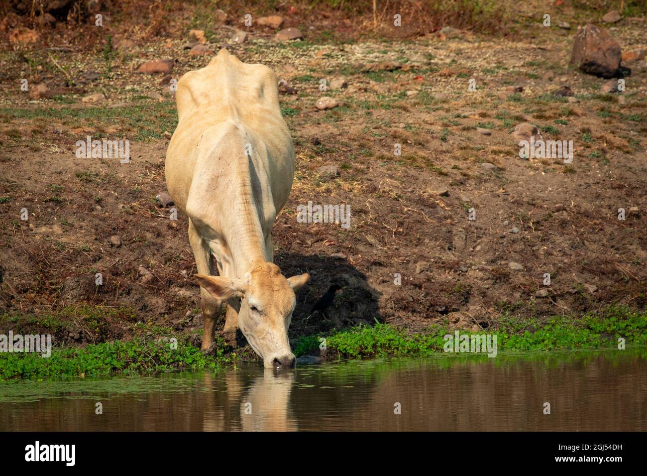 Image of cows that are drinking water in the swamp on nature background. Farm Animal. Stock Photo