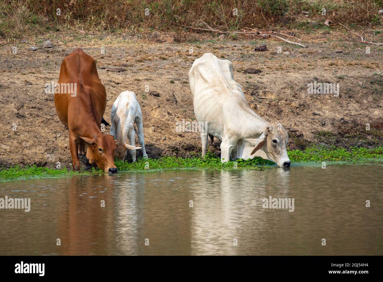 Image of cows that are drinking water in the swamp on nature background
