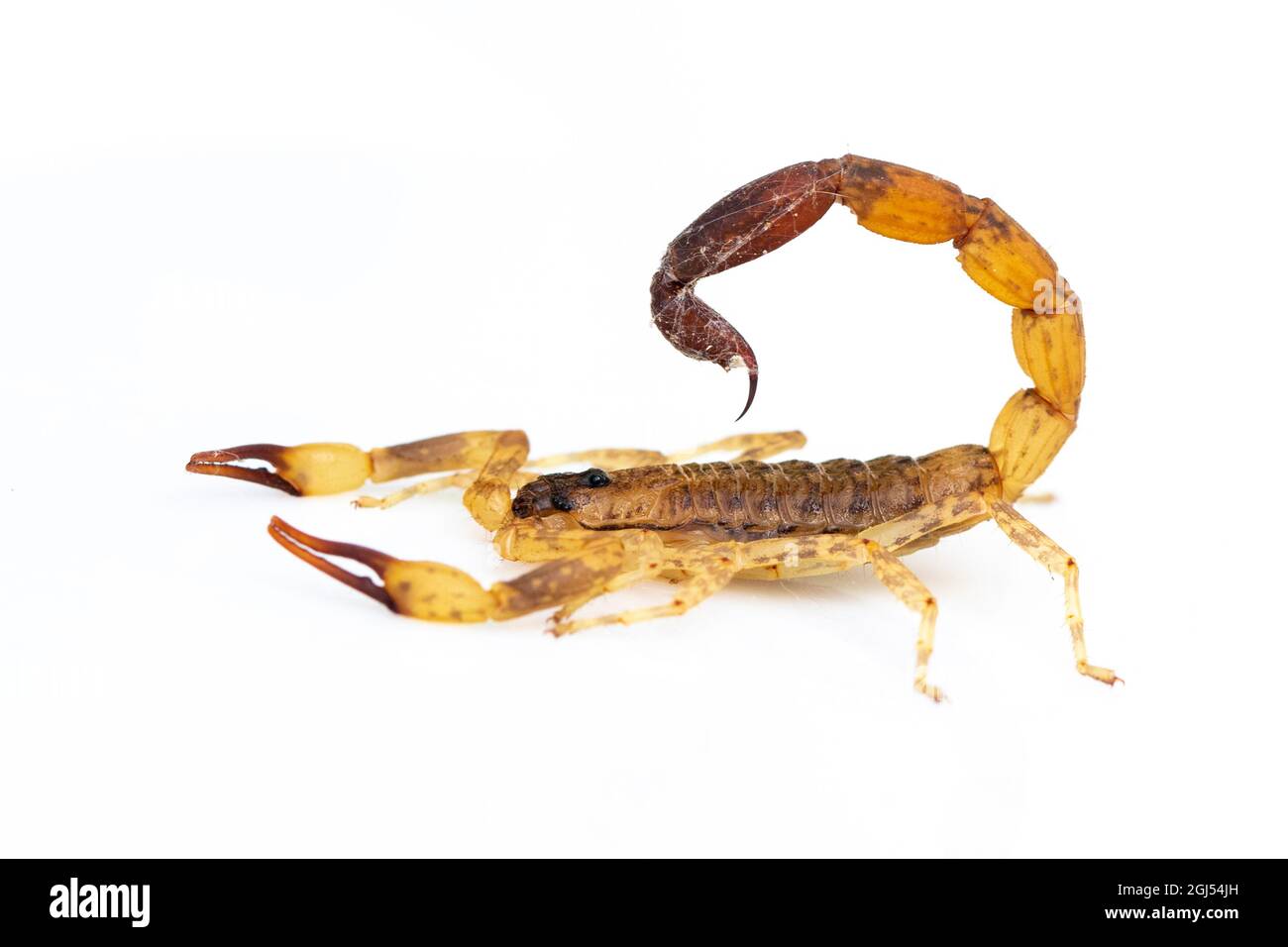 Image of brown scorpion isolated on white background. Insect. Animal. Stock Photo