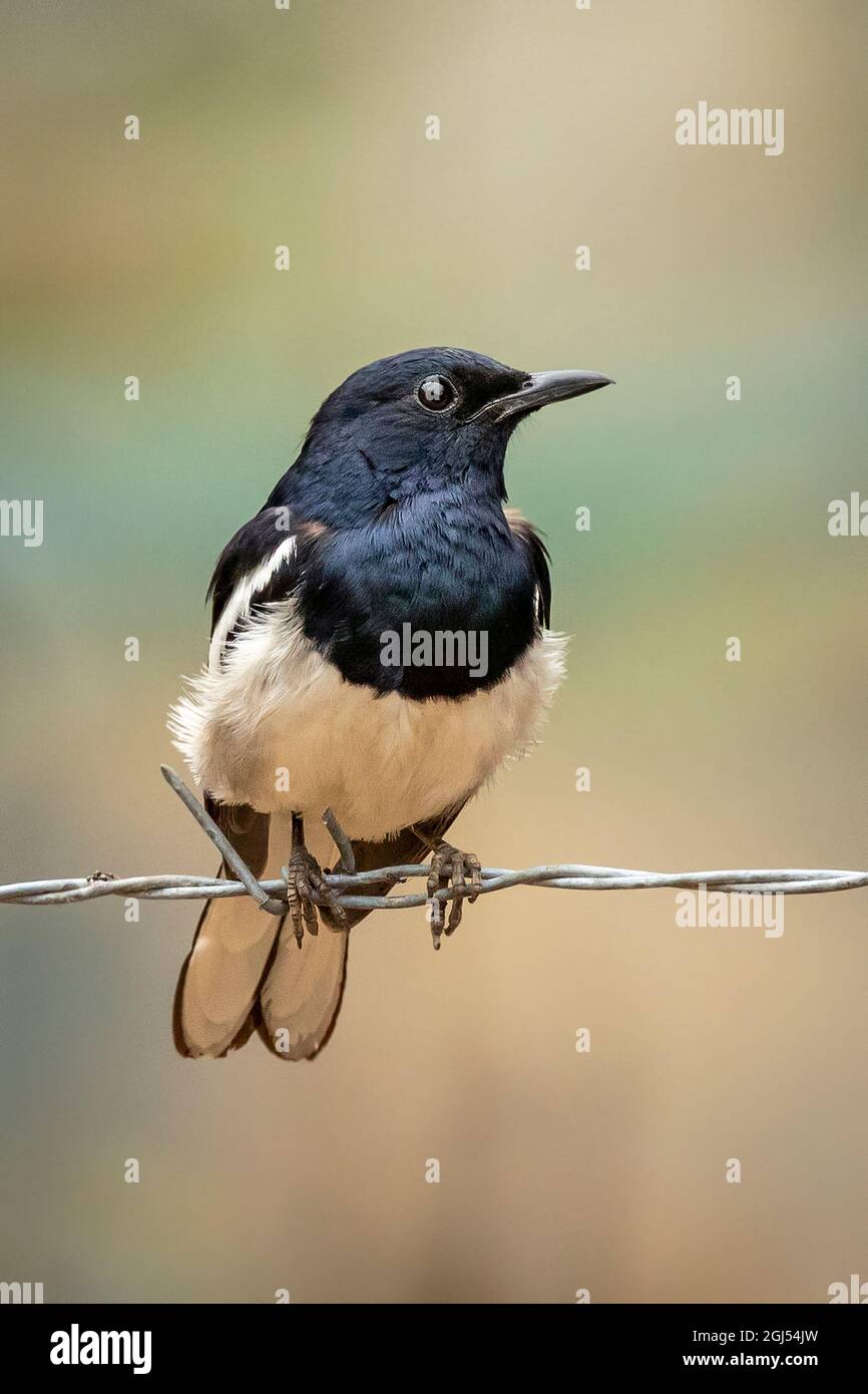 Image of Oriental magpie robin (Copsychus saularis) on the barbed wire on nature background. Birds. Animals. Stock Photo