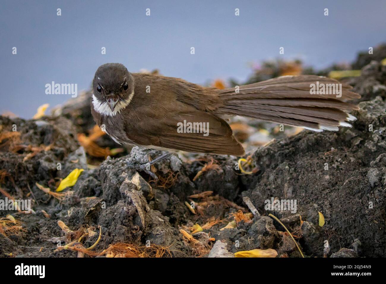 Sunda Pied Fantail or Malaysian Pied Fantail standing on the ground. Stock Photo
