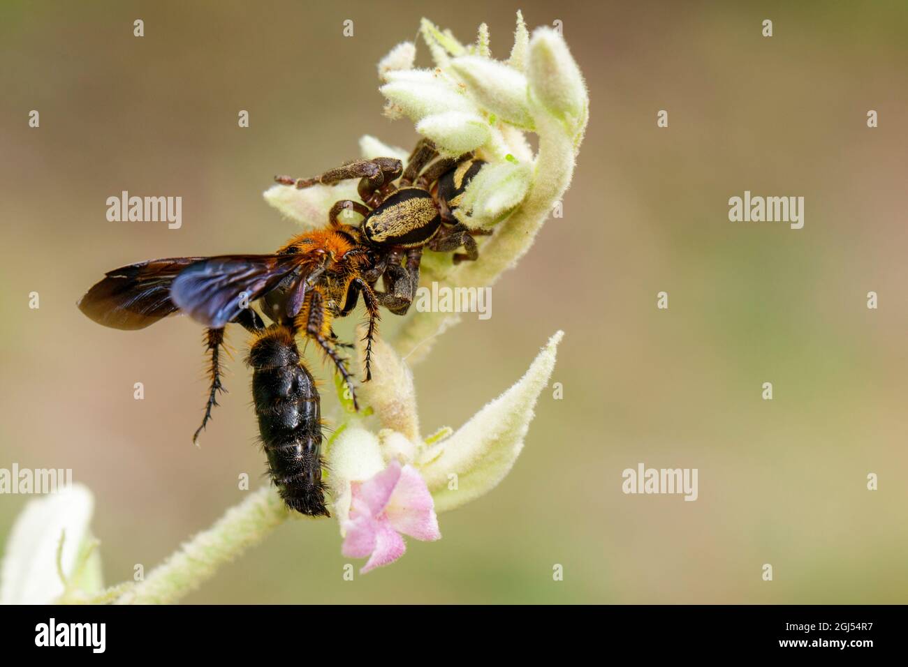Image of gray wall jumper spider male (Menemerus bivittatus) that are