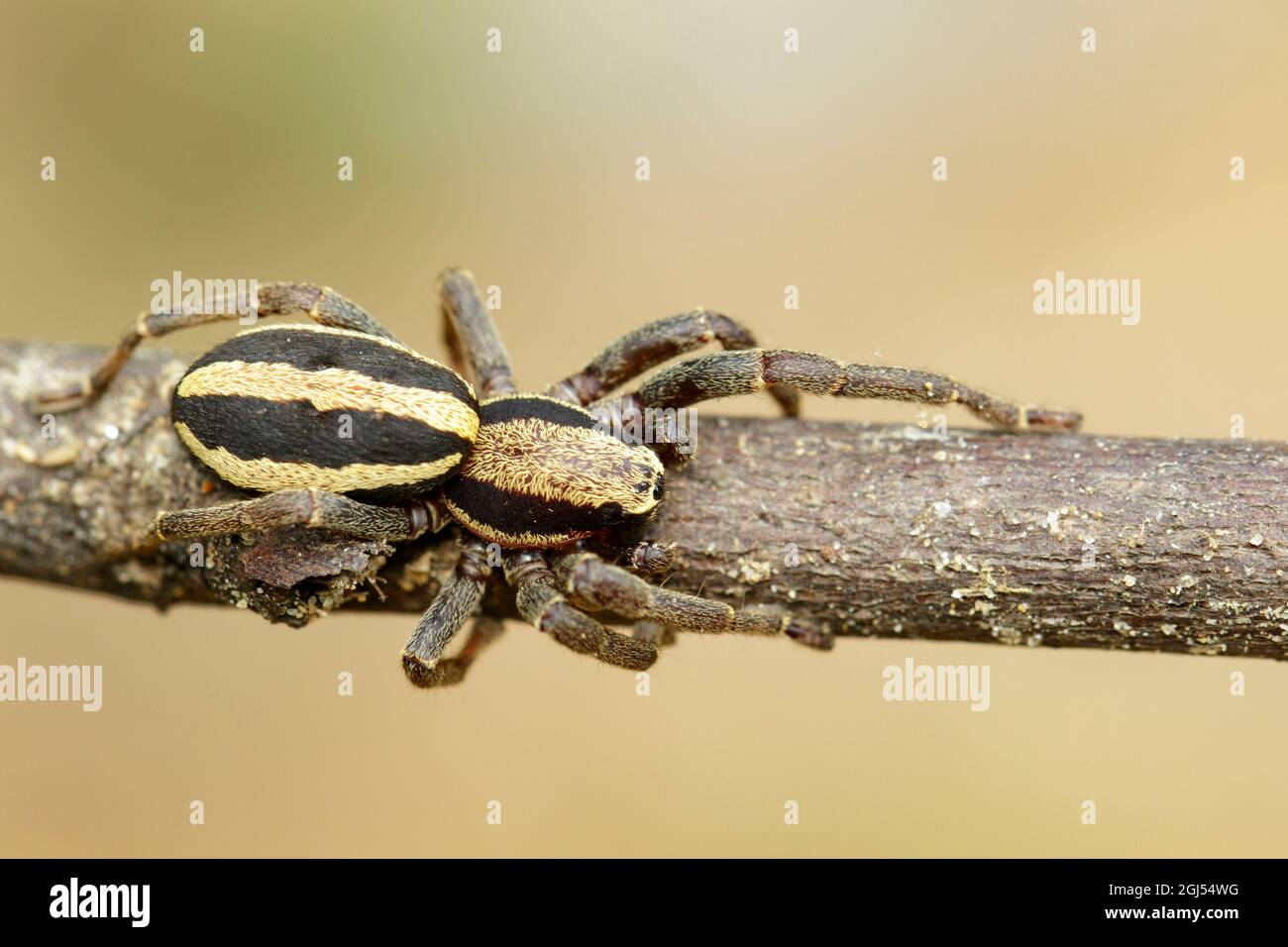 Hyllus High Resolution Stock Photography and Images Alamy