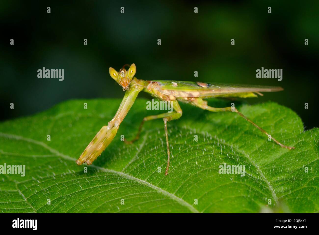 Image of flower mantis(Creobroter gemmatus) on green leaves. Insect, Animal. Stock Photo