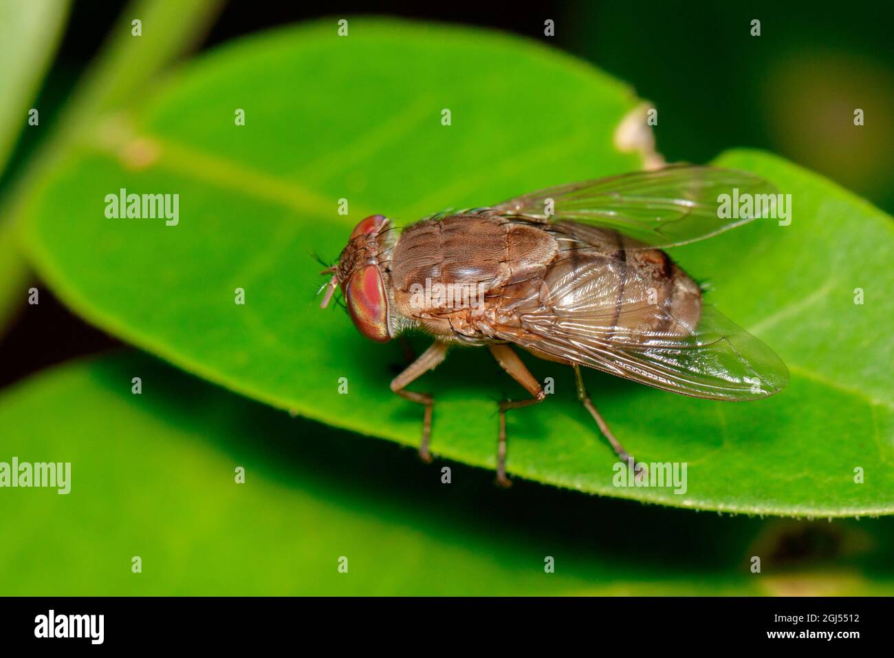 Image of a flies (Diptera) on green leaves. Insect. Animal Stock Photo
