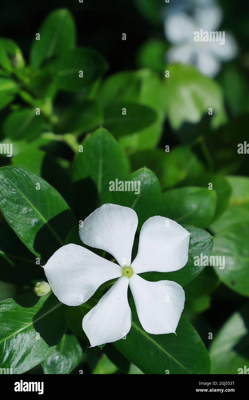 madagascar periwinkle or bright eyes flower in the garden Stock Photo