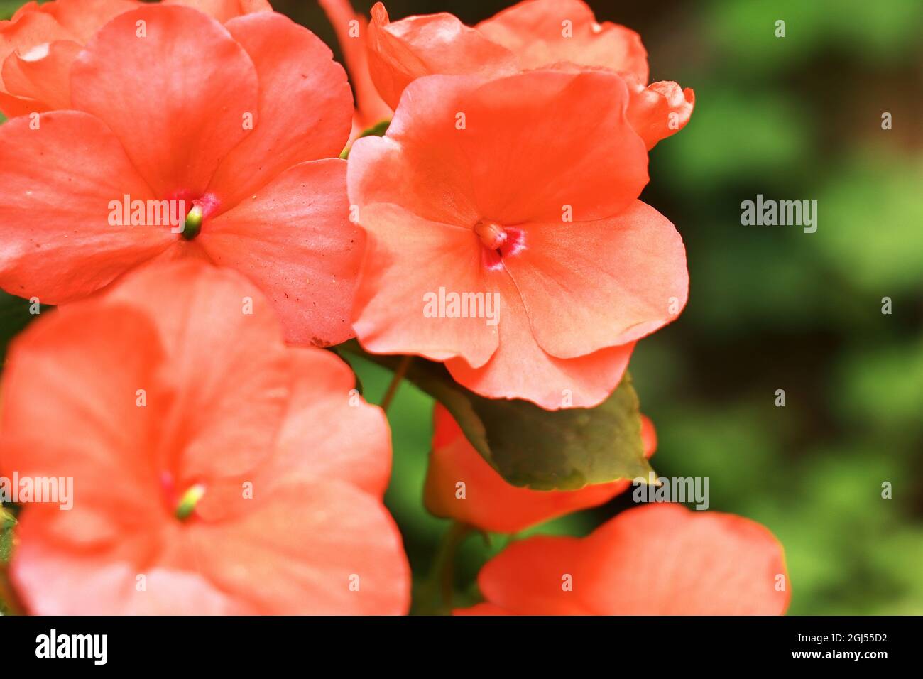 beautiful impression flowers are blooming in the garden during spring season Stock Photo