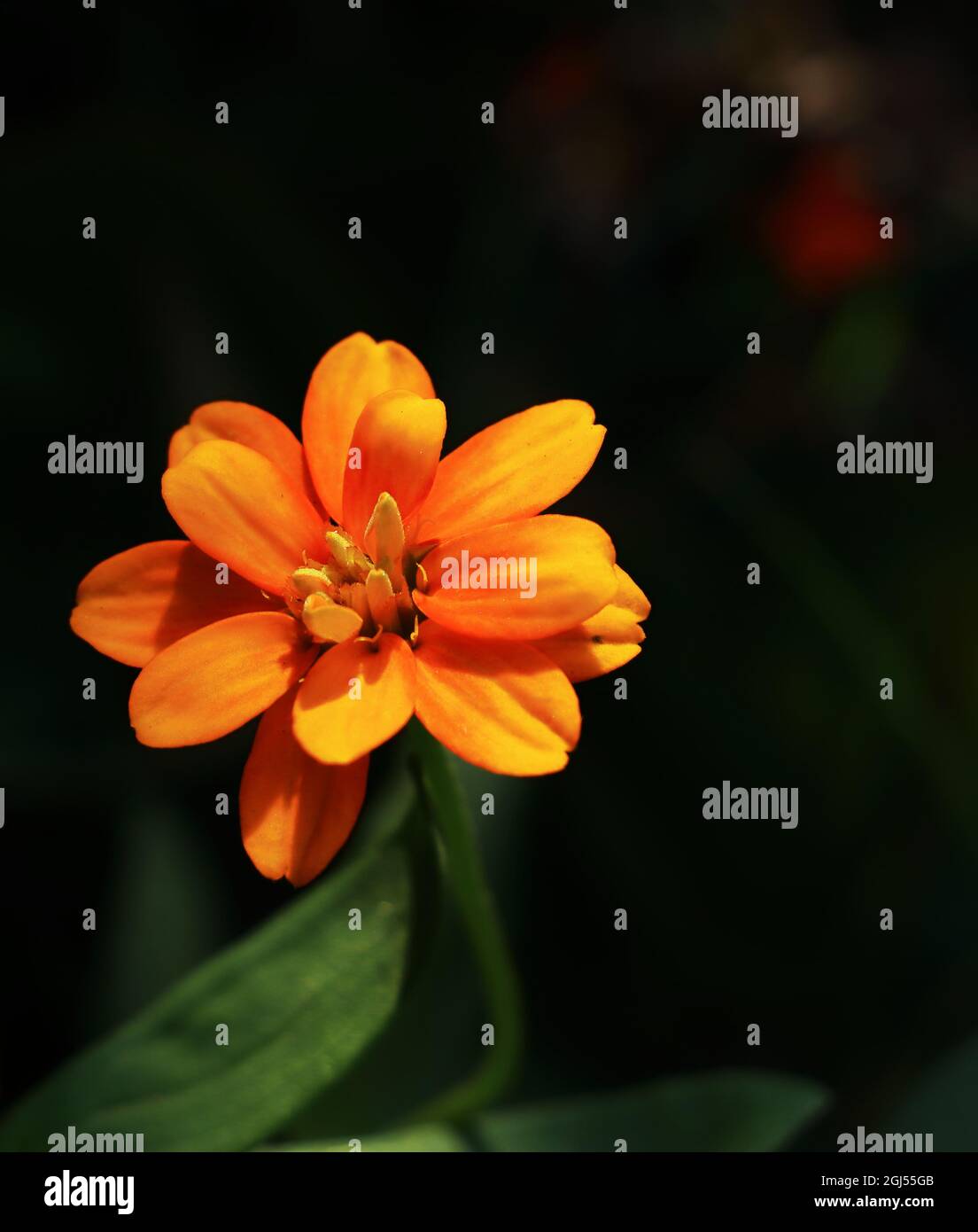 Dark and orange color hi-res stock photography and images - Alamy