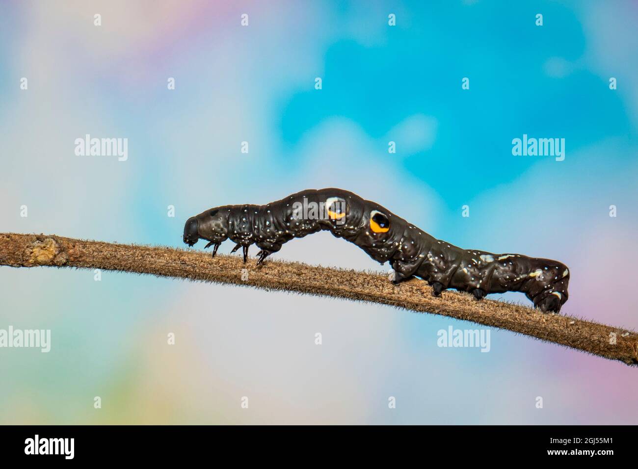 Image of black caterpillar on the branches on a natural background
