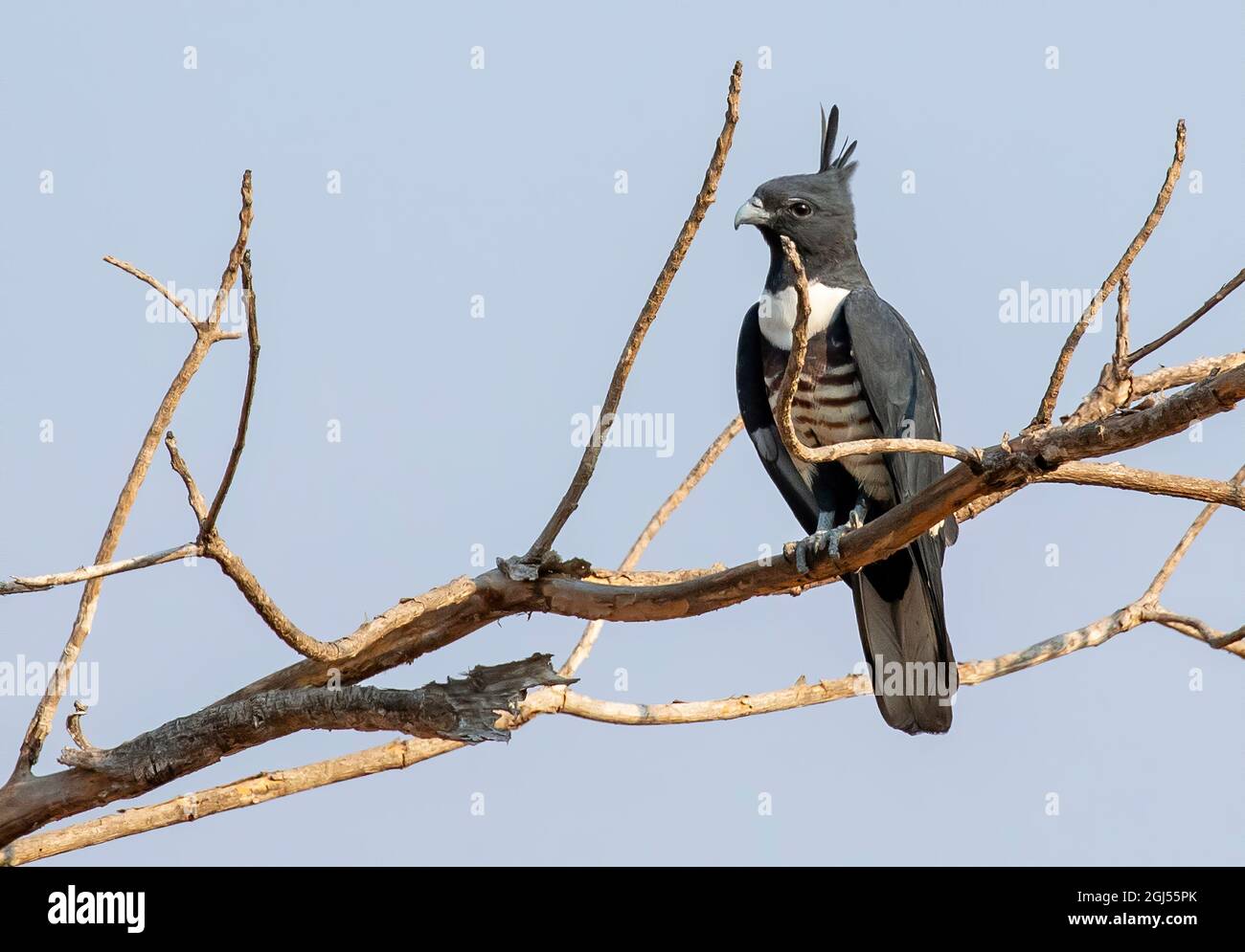Image of Black baza (Aviceda leuphotes) perched on a branch on nature background. Falco. Bird. Animals. Stock Photo