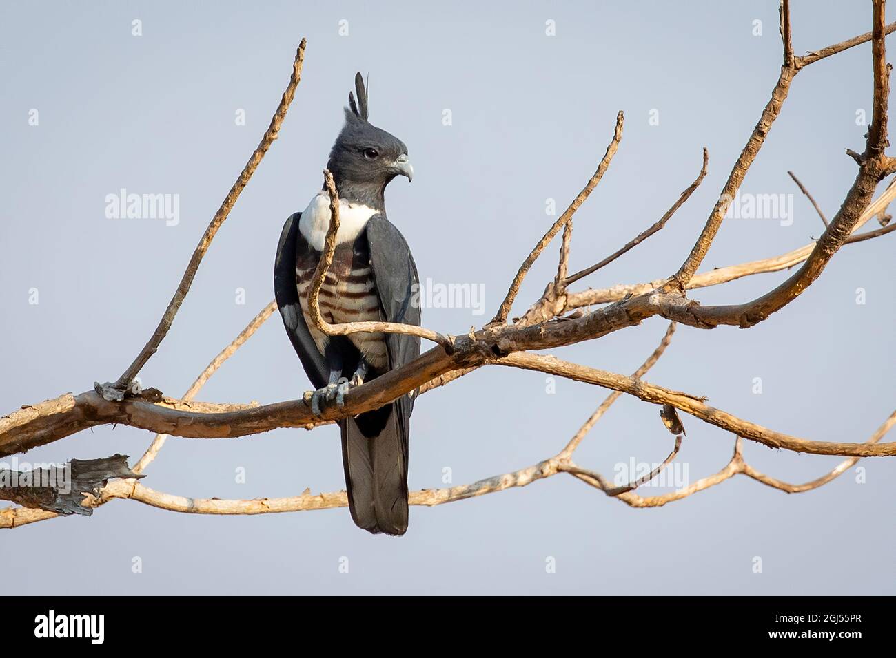 Image of Black baza (Aviceda leuphotes) perched on a branch on nature background. Falco. Bird. Animals. Stock Photo