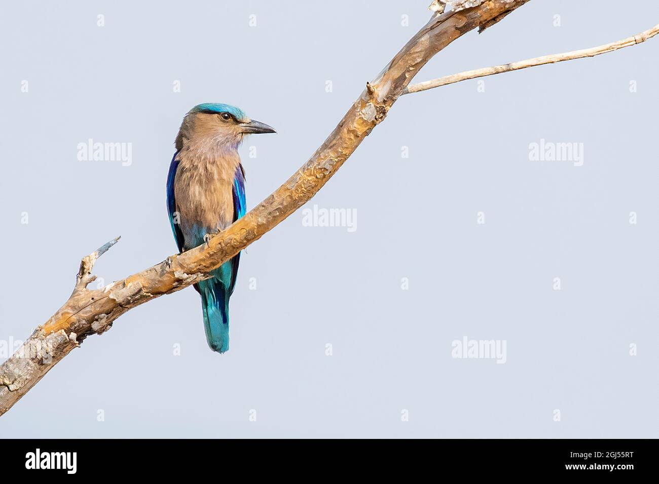 Image of Indian Roller (Coracias benghalensis) perched on a branch on nature background. Bird. Animals. Stock Photo