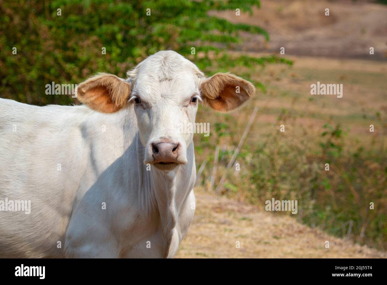 Image of white cow staring on nature background. Animal farm. Stock Photo