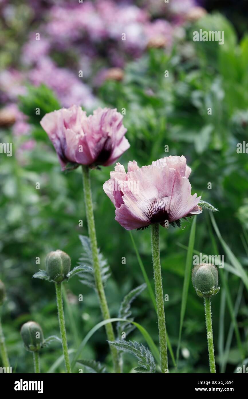 Papaver orientale. Pale pink poppy in an English garden. Stock Photo