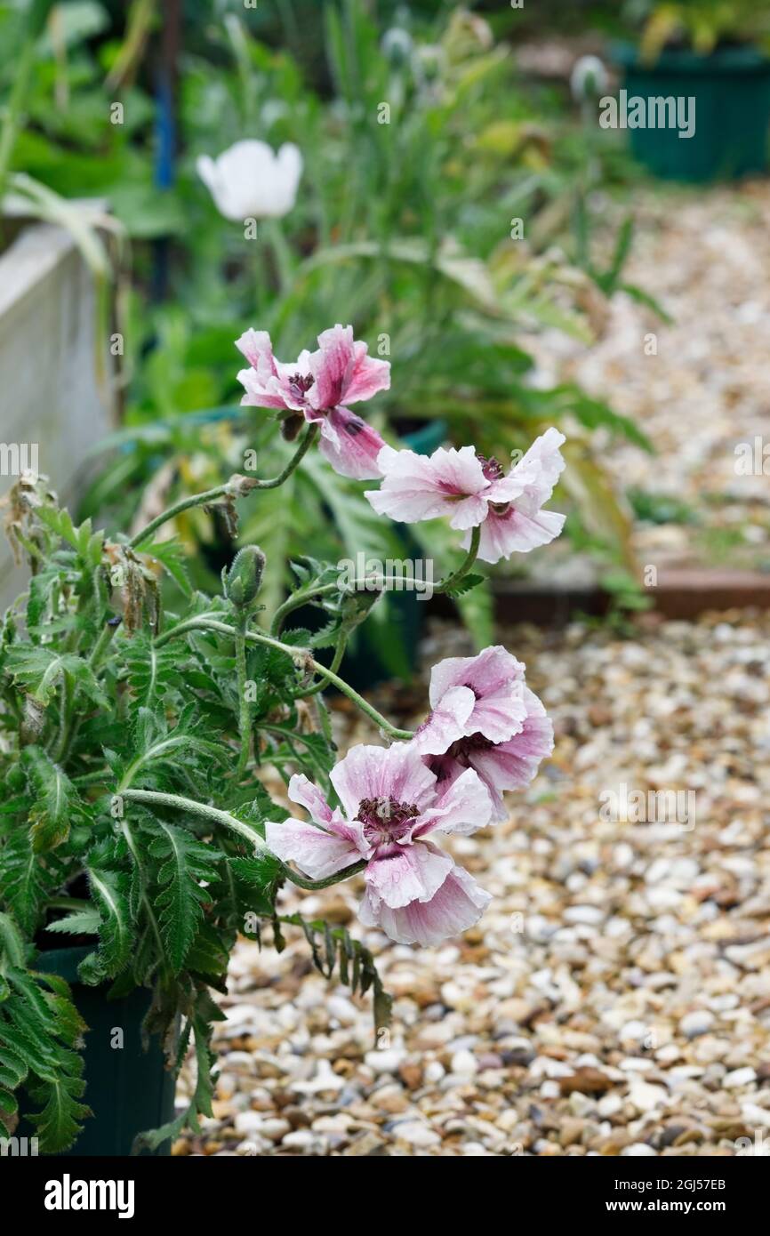 Papaver orientale. Pale pink poppy in an English garden. Stock Photo