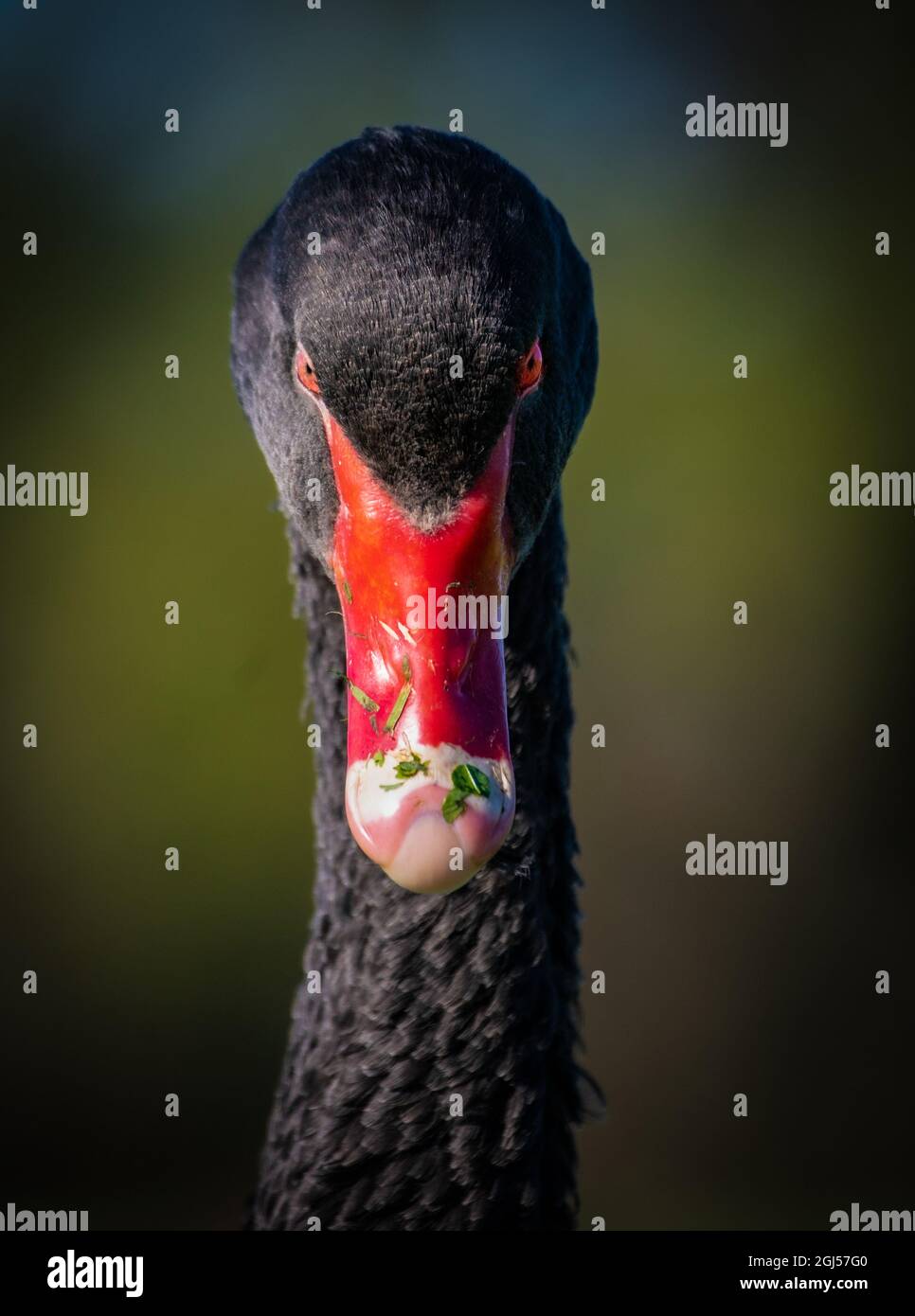 A wild black swan with bright red beak in Albert Park, Melbourne, Australia. Stock Photo