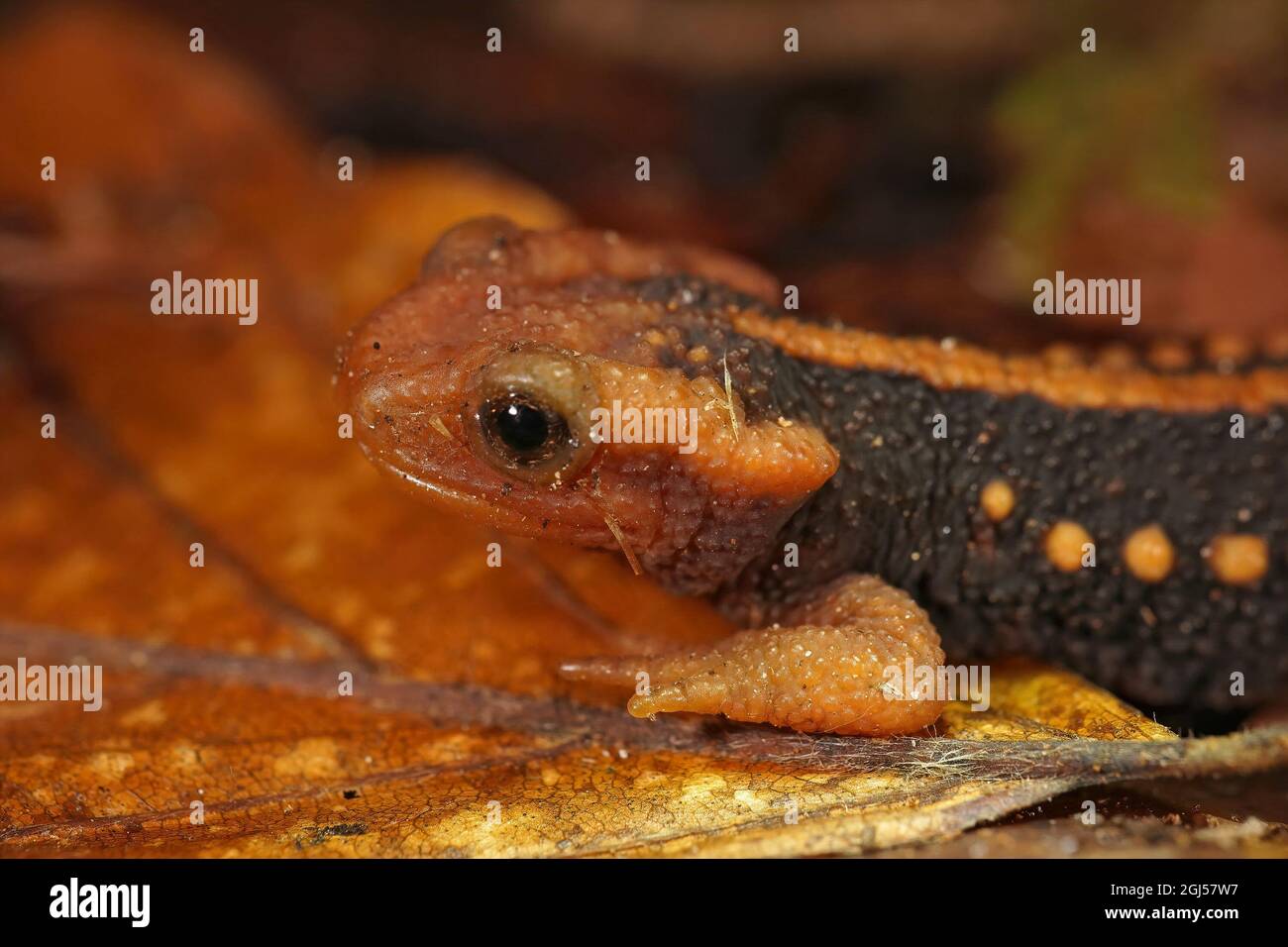 Yunnan newt hi-res stock photography and images - Alamy