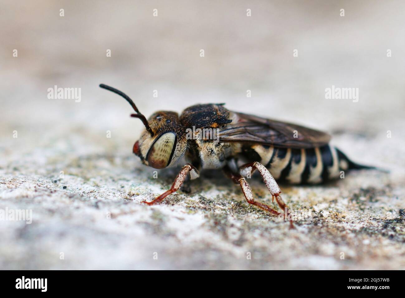 Closeup on a female cleptoparasite sharp abdomen bee, Coelioxys Stock Photo