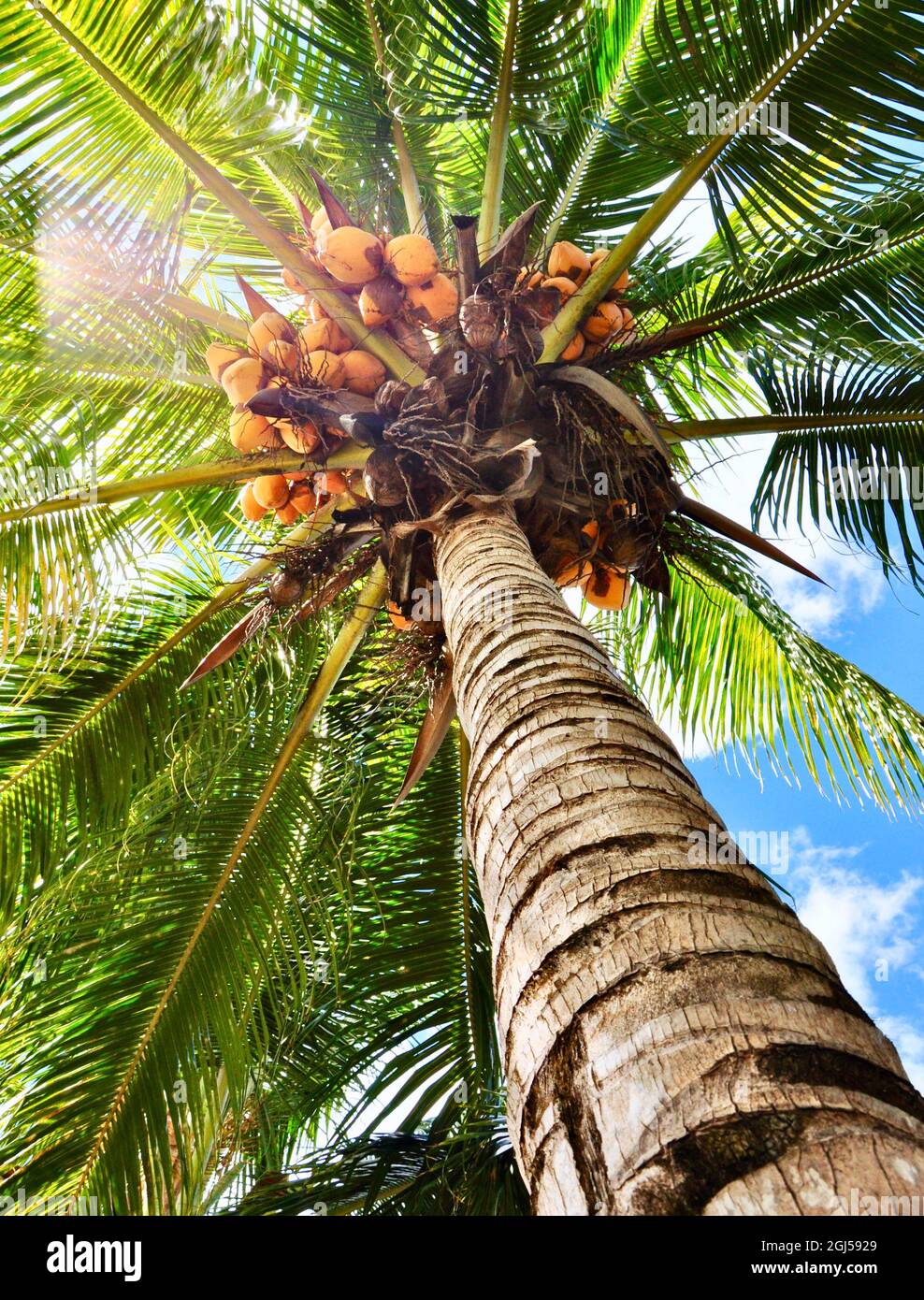 Coconut Tree, Mauritius Island Stock Photo Alamy