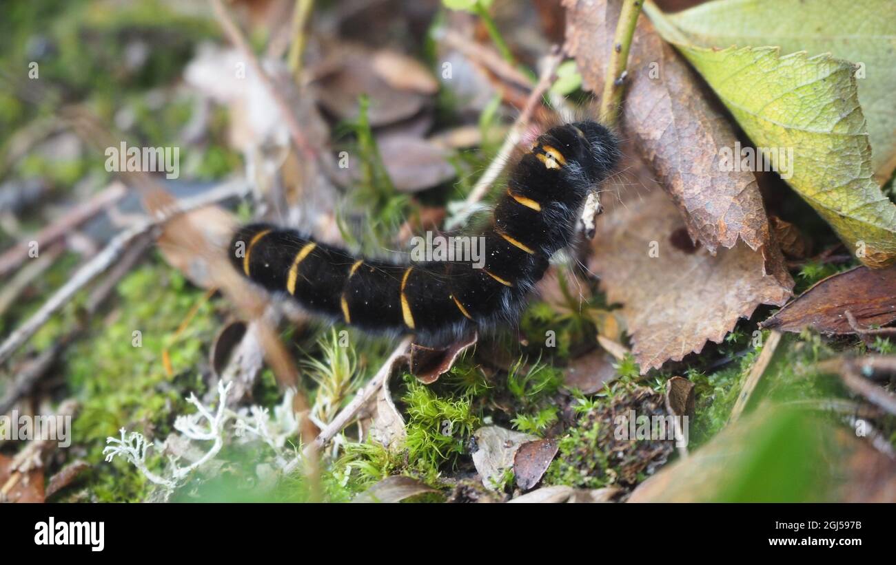 Caterpillar in the finnish woods / Brombeerspinner im finnischen Wald Stock Photo