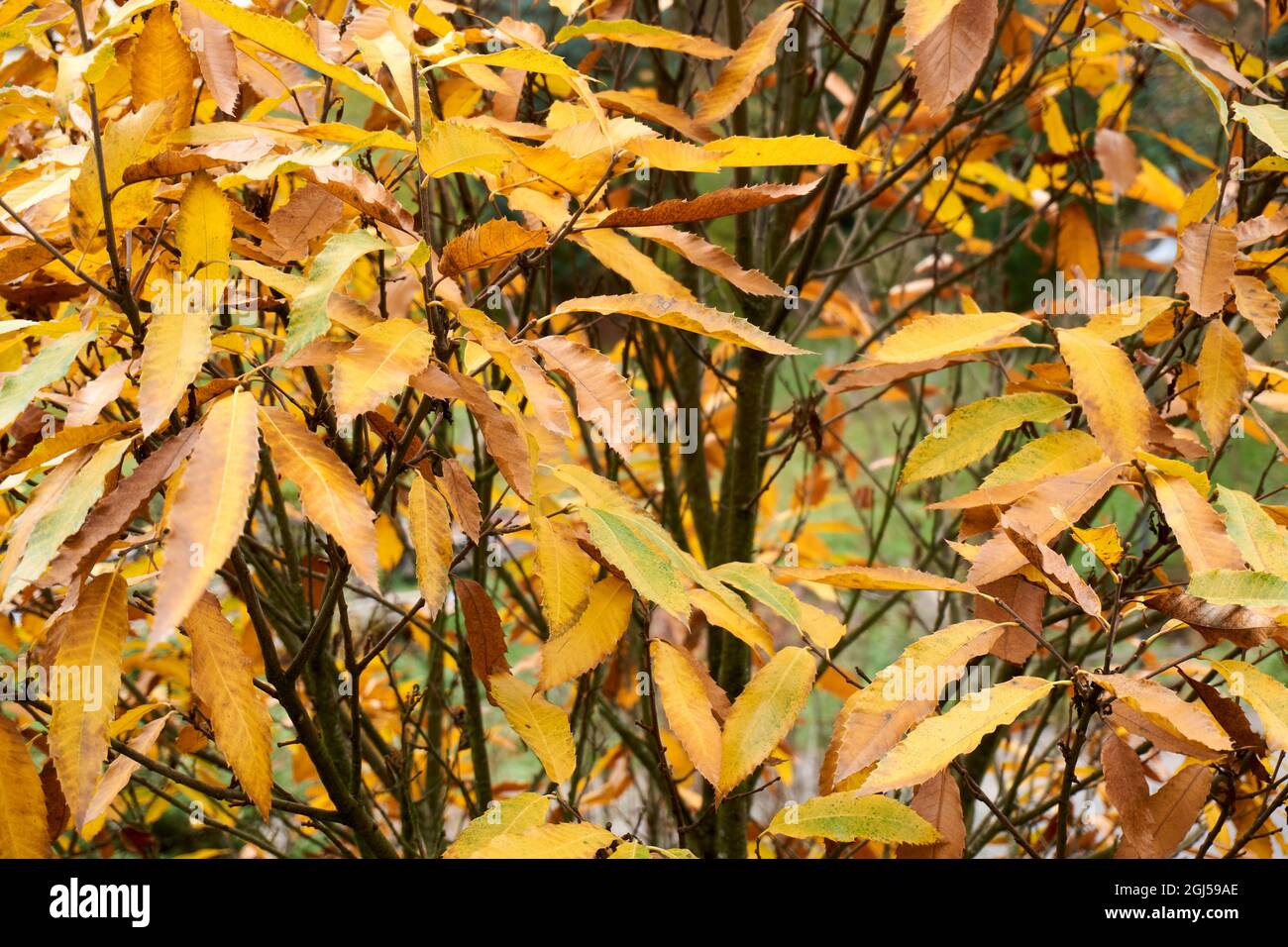 Autumn beech leaves, yellow leaves on branches against blue sky with plenty copy space Stock Photo