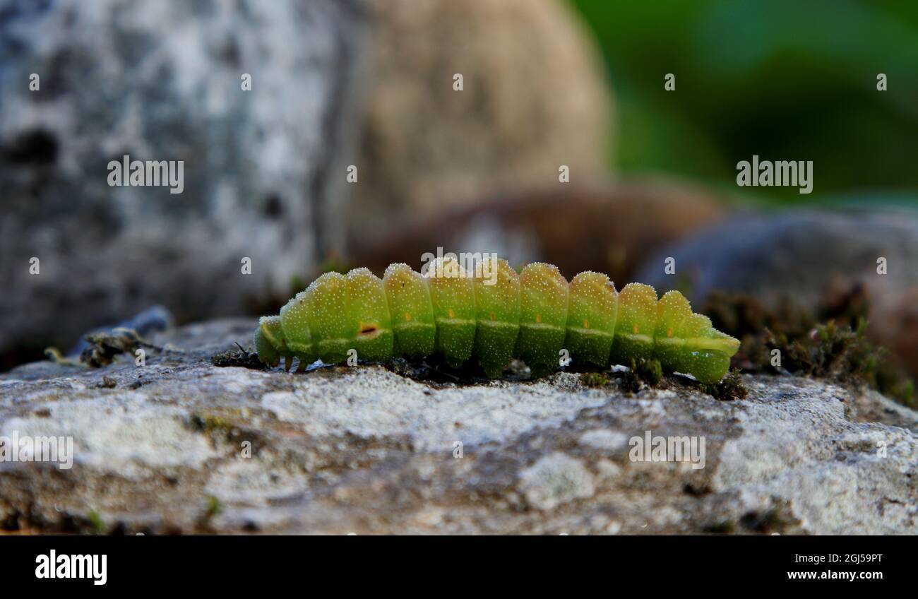 Close up of a tau emperor caterpillar Stock Photo