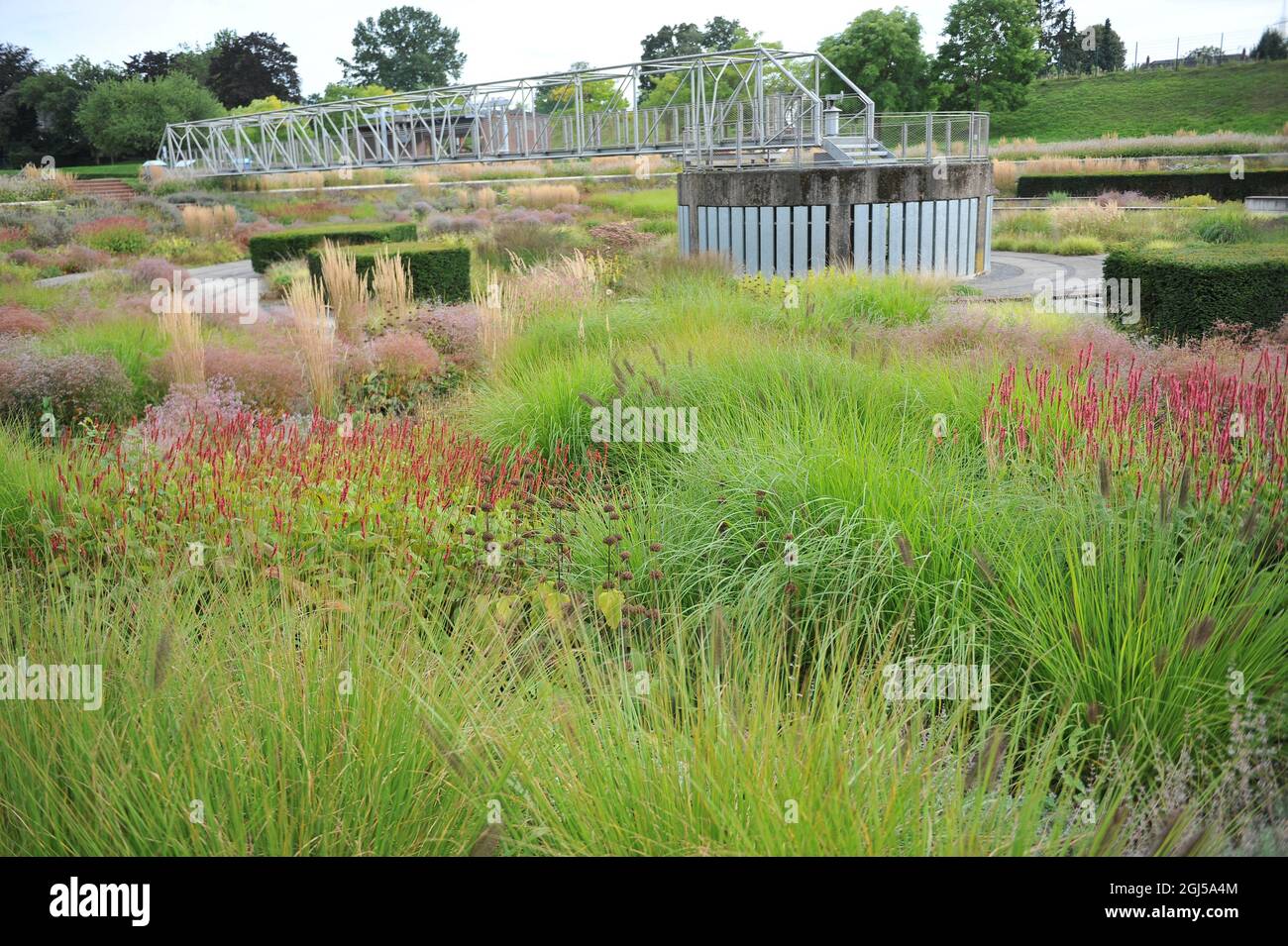 BOTTROP, GERMANY - 21 AUGUST 2021: Planting in perennial meadow style designed by Piet Oudolf in the public Berne Park Stock Photo
