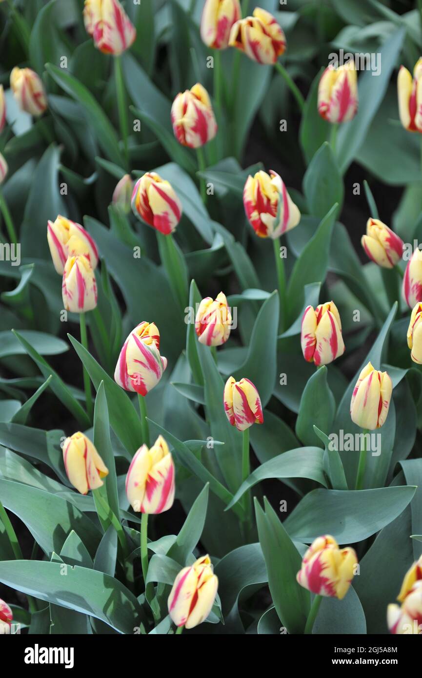 Creamy-yellow and red Triumph  tulips (Tulipa) Grand Perfection bloom in a garden in April Stock Photo