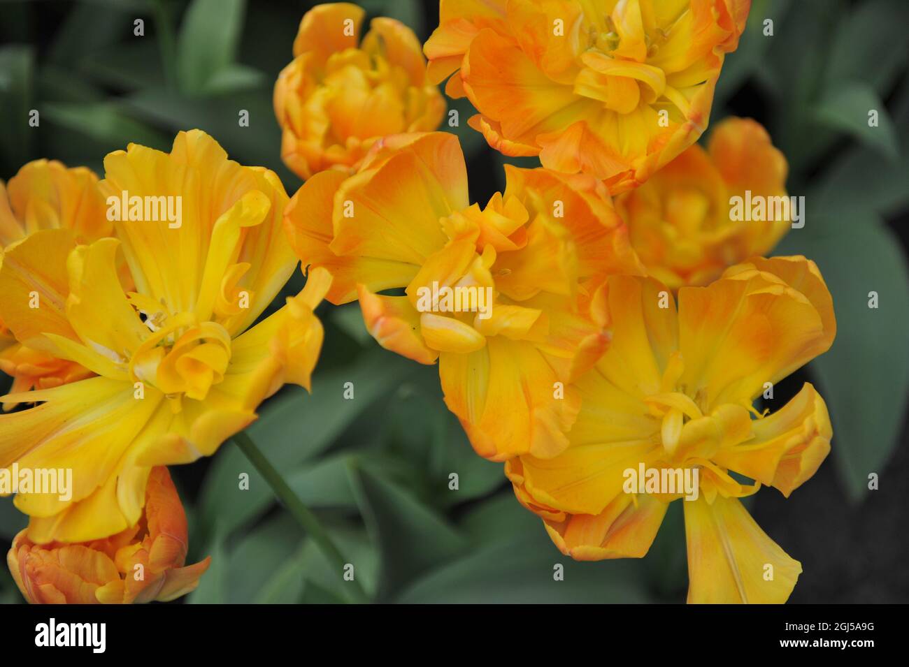 Orange-yellow Double Late tulips (Tulipa) Granny Award bloom in a garden in April Stock Photo