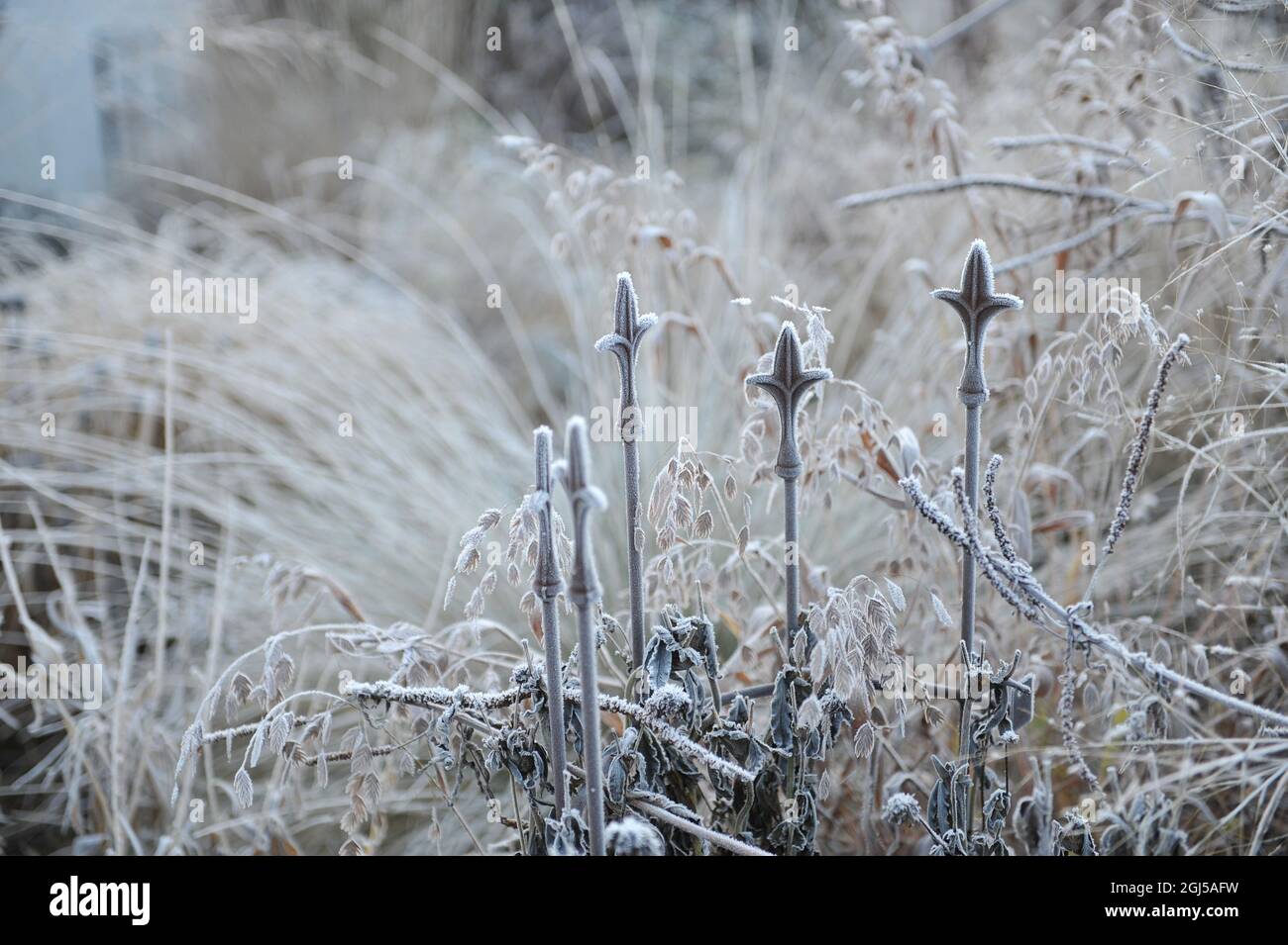 Pendent, flattened ornamental spikelets of North America wild oats (Chasmanthium latifolium) in hoar frost in a garden in November Stock Photo