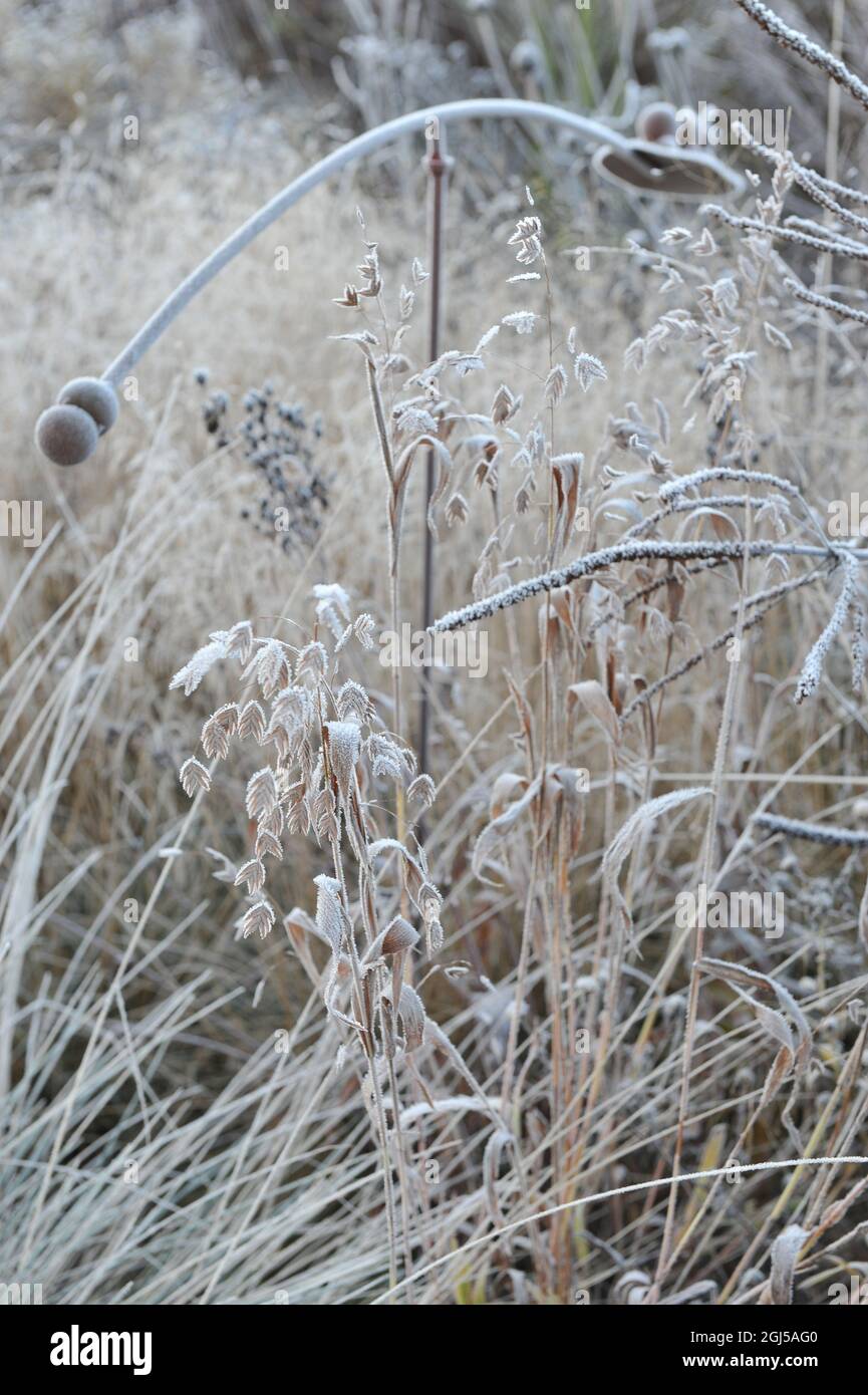 Pendent, flattened ornamental spikelets of North America wild oats (Chasmanthium latifolium) in hoar frost in a garden in November Stock Photo