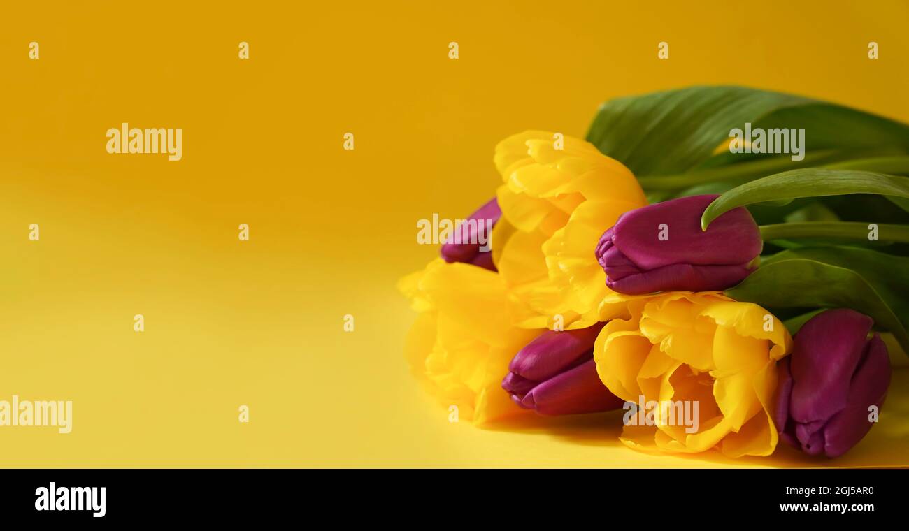 Banner. Spring flowers on Mothers or Womans day. Bouquet of pink and yellow tulips on yellow background. Copy space. Love, International Women day, Mo Stock Photo